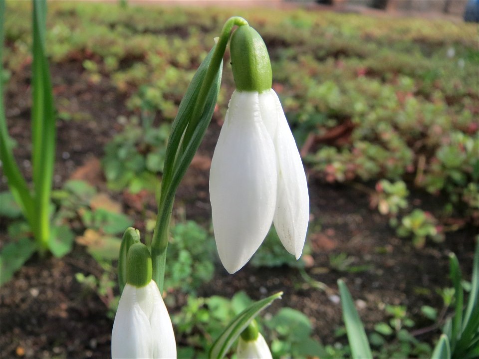 Kleines Schneeglöckchen (Galanthus nivalis) in Saarbrücken