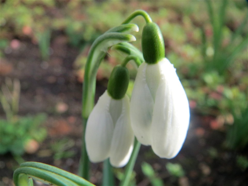 Kleines Schneeglöckchen (Galanthus nivalis) in Saarbrücken