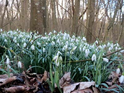 Kleines Schneeglöckchen (Galanthus nivalis) im Naturschutzgebiet "St. Arnualer Wiesen"
