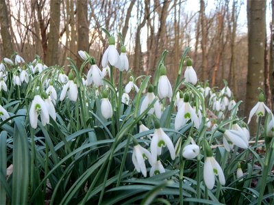 Kleines Schneeglöckchen (Galanthus nivalis) im Naturschutzgebiet "St. Arnualer Wiesen"