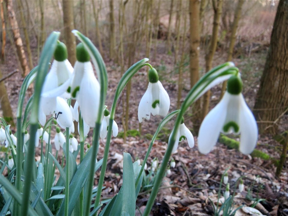 Kleines Schneeglöckchen (Galanthus nivalis) im Naturschutzgebiet "St. Arnualer Wiesen"
