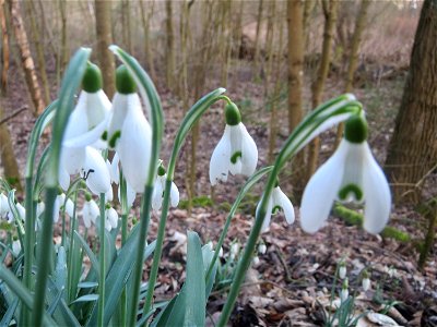 Kleines Schneeglöckchen (Galanthus nivalis) im Naturschutzgebiet "St. Arnualer Wiesen"