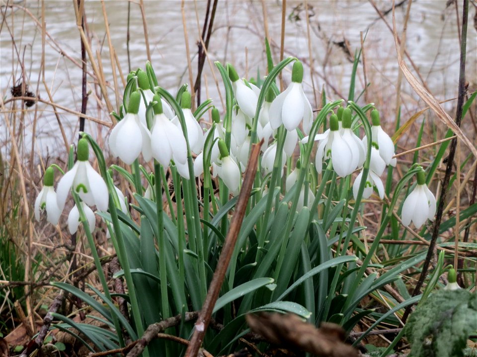 Kleines Schneeglöckchen (Galanthus nivalis) in der Saaraue Güdingen