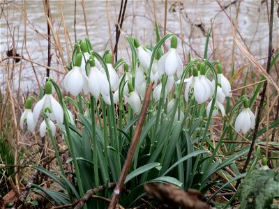 Kleines Schneeglöckchen (Galanthus nivalis) in der Saaraue Güdingen