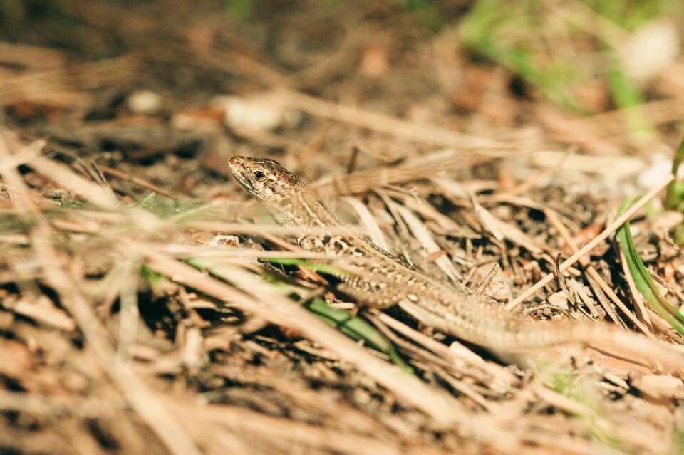 Reptile animal nature