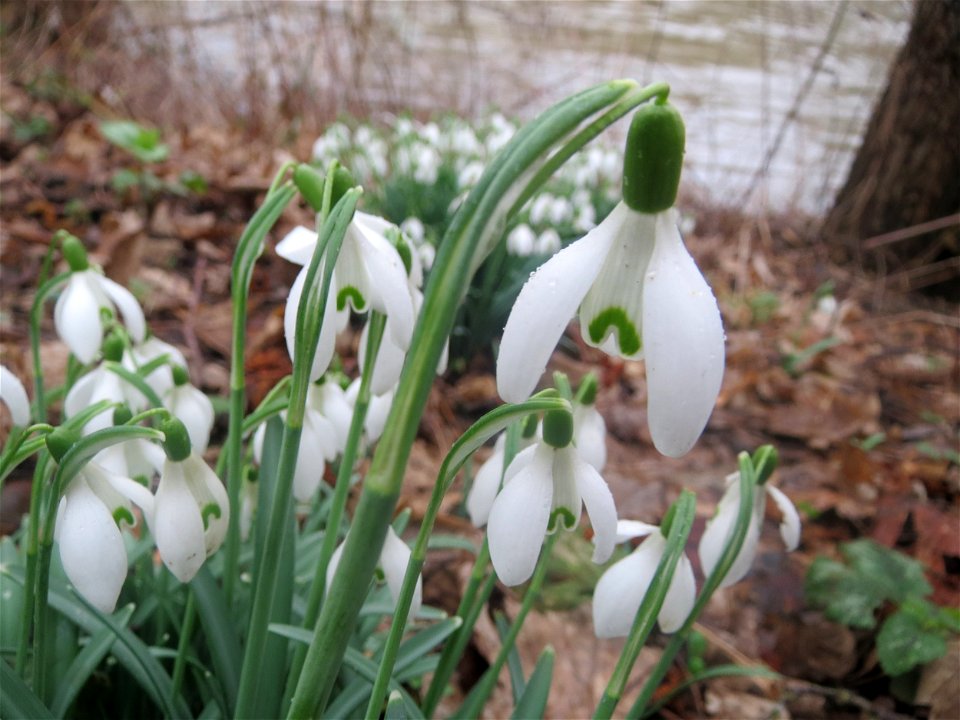 Kleines Schneeglöckchen (Galanthus nivalis) in der Saaraue Güdingen