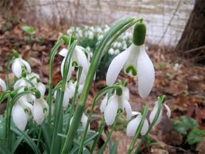 Kleines Schneeglöckchen (Galanthus nivalis) in der Saaraue Güdingen