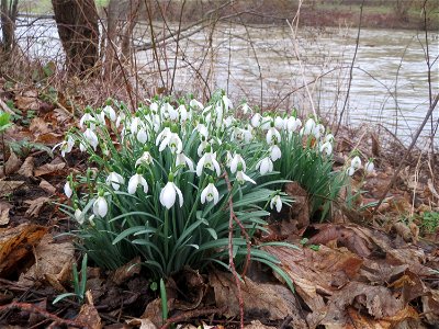 Kleines Schneeglöckchen (Galanthus nivalis) in der Saaraue Güdingen