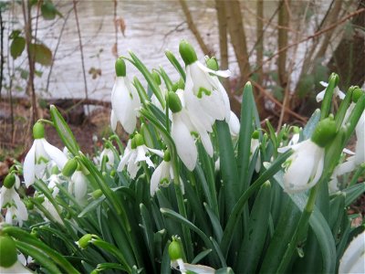 Kleines Schneeglöckchen (Galanthus nivalis) in der Saaraue Güdingen
