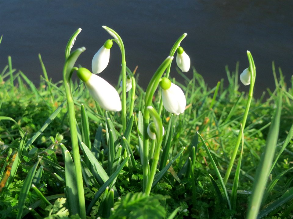 Kleines Schneeglöckchen (Galanthus nivalis) in Hockenheim