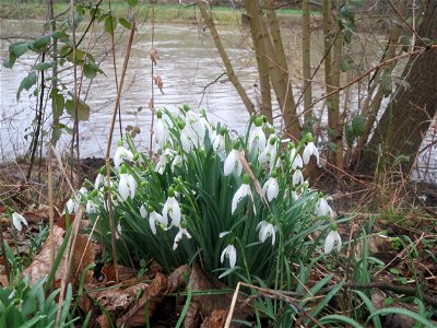 Kleines Schneeglöckchen (Galanthus nivalis) in der Saaraue Güdingen