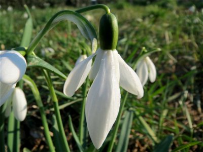 Kleines Schneeglöckchen (Galanthus nivalis) im Landesgartenschaupark Hockenheim