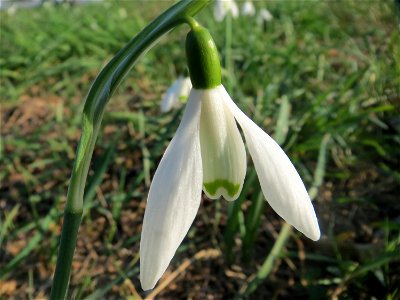 Kleines Schneeglöckchen (Galanthus nivalis) im Landesgartenschaupark Hockenheim