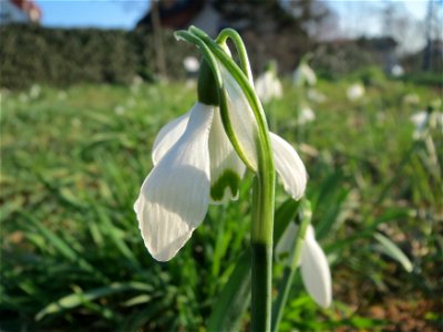 Kleines Schneeglöckchen (Galanthus nivalis) im Landesgartenschaupark Hockenheim