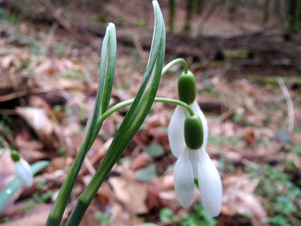 Kleines Schneeglöckchen (Galanthus nivalis) im Stiftswald Sankt Arnual