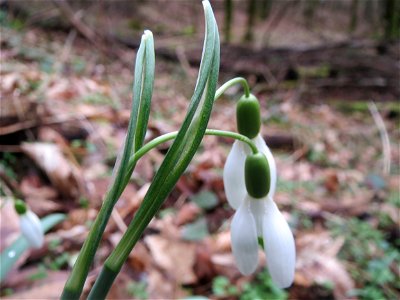 Kleines Schneeglöckchen (Galanthus nivalis) im Stiftswald Sankt Arnual