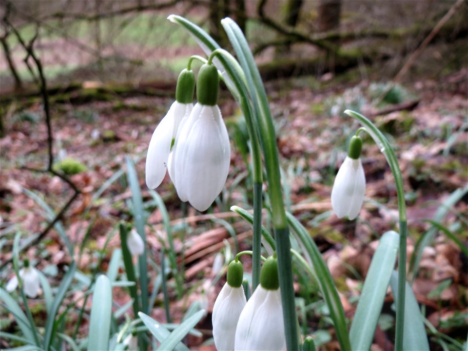 Kleines Schneeglöckchen (Galanthus nivalis) im Stiftswald Sankt Arnual