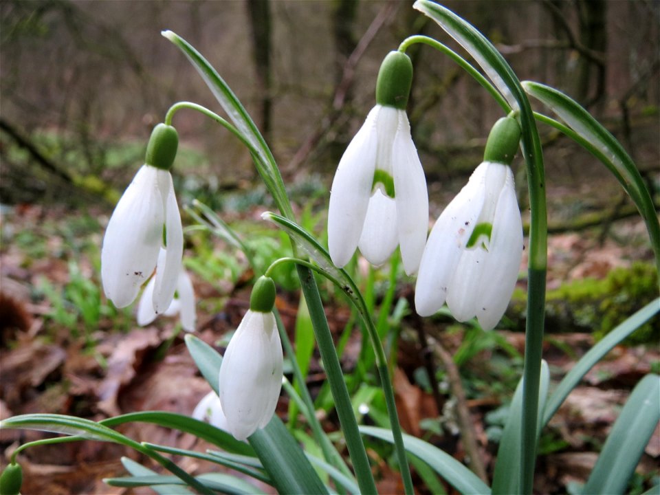 Kleines Schneeglöckchen (Galanthus nivalis) im Stiftswald Sankt Arnual