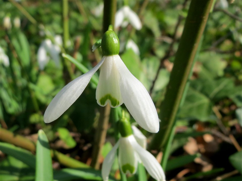 Kleines Schneeglöckchen (Galanthus nivalis) im Ebertpark Hockenheim