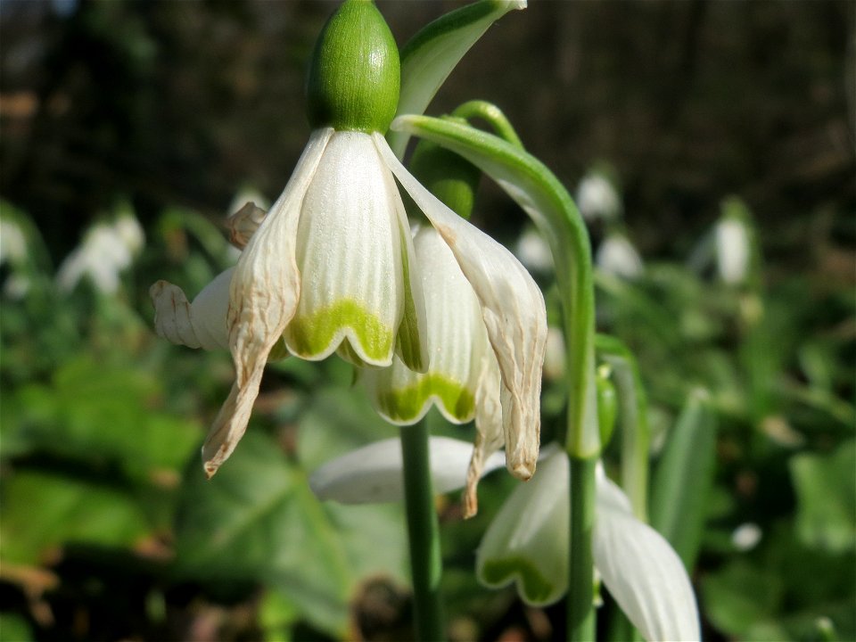 Kleines Schneeglöckchen (Galanthus nivalis) im Ebertpark Hockenheim