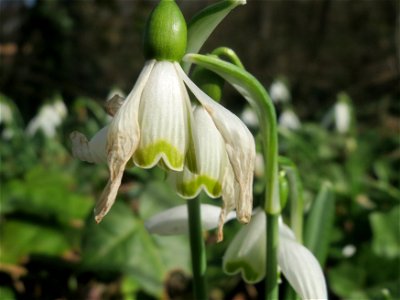 Kleines Schneeglöckchen (Galanthus nivalis) im Ebertpark Hockenheim
