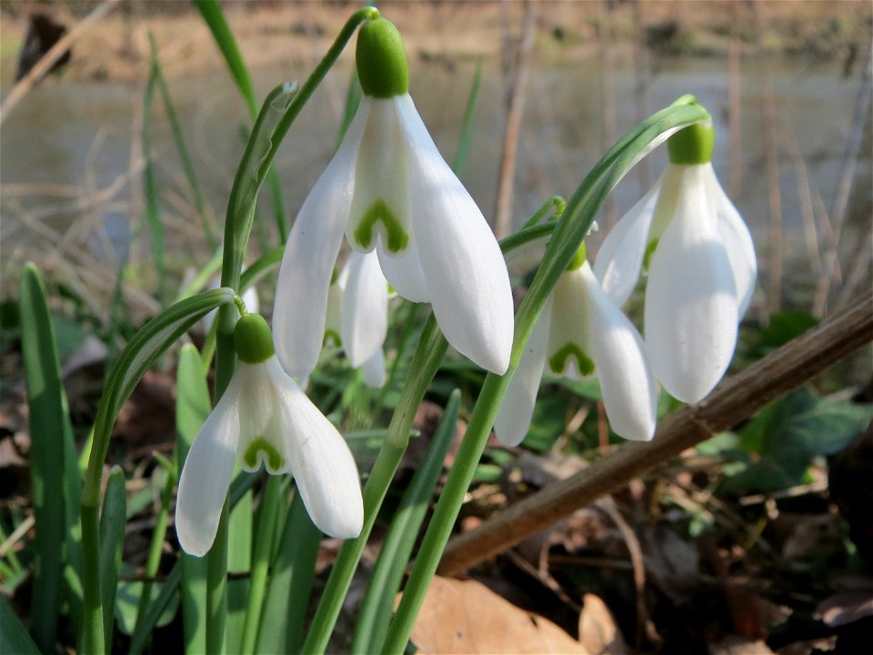 Kleines Schneeglöckchen (Galanthus nivalis) im Ebertpark Hockenheim