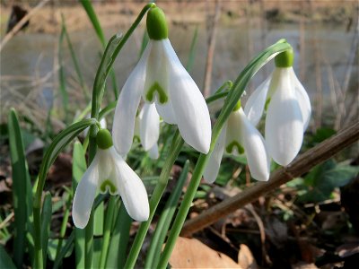 Kleines Schneeglöckchen (Galanthus nivalis) im Ebertpark Hockenheim
