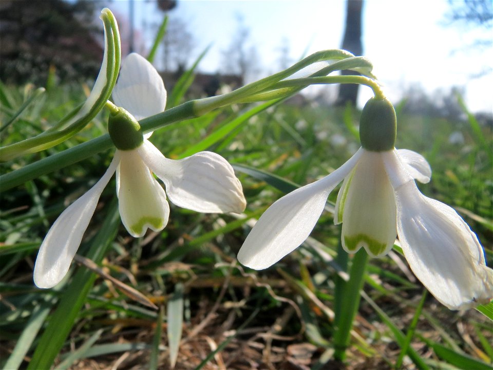 Kleines Schneeglöckchen (Galanthus nivalis) im Landesgartenschaupark Hockenheim