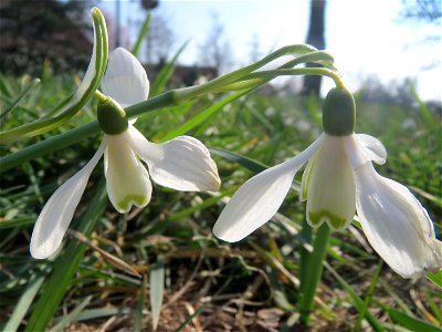 Kleines Schneeglöckchen (Galanthus nivalis) im Landesgartenschaupark Hockenheim