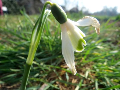 Kleines Schneeglöckchen (Galanthus nivalis) im Landesgartenschaupark Hockenheim