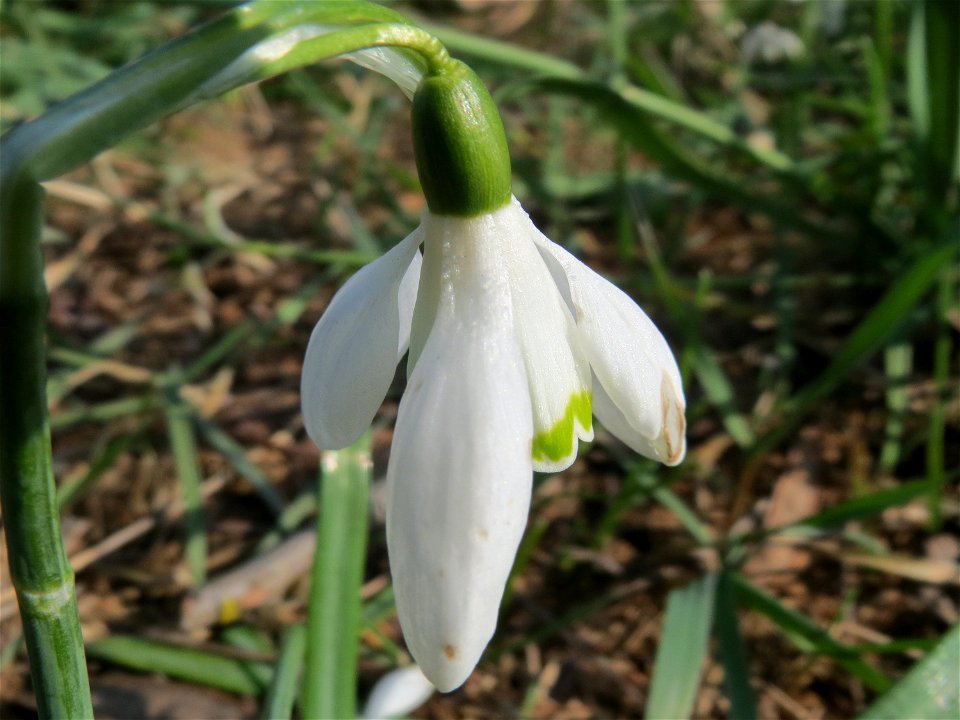 Kleines Schneeglöckchen (Galanthus nivalis) im Landesgartenschaupark Hockenheim