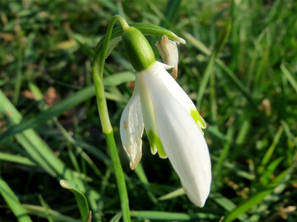 Kleines Schneeglöckchen (Galanthus nivalis) im Landesgartenschaupark Hockenheim