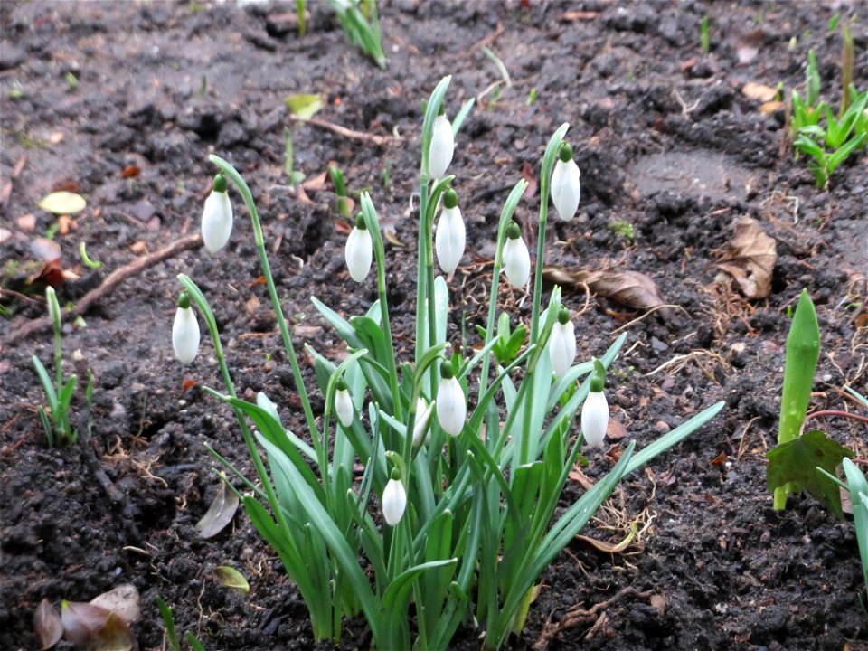 Kleines Schneeglöckchen (Galanthus nivalis) in einem Vorgarten in der Bismarckstraße in Saarbrücken