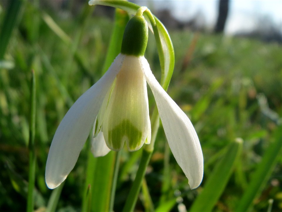 Kleines Schneeglöckchen (Galanthus nivalis) im Landesgartenschaupark Hockenheim