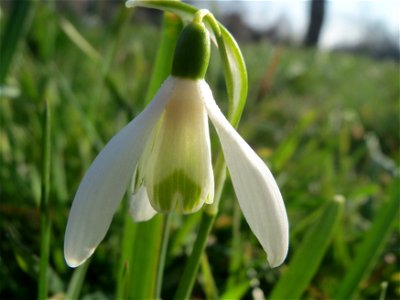 Kleines Schneeglöckchen (Galanthus nivalis) im Landesgartenschaupark Hockenheim
