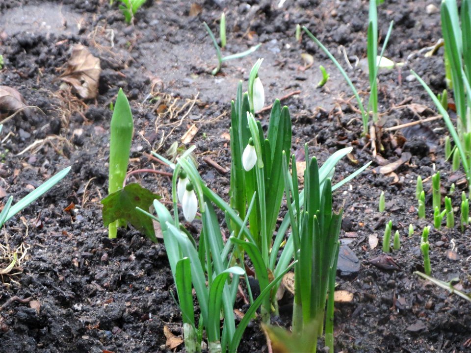 Kleines Schneeglöckchen (Galanthus nivalis) in einem Vorgarten in der Bismarckstraße in Saarbrücken