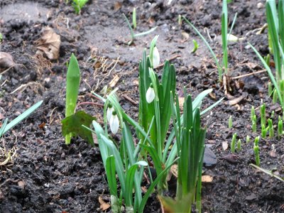 Kleines Schneeglöckchen (Galanthus nivalis) in einem Vorgarten in der Bismarckstraße in Saarbrücken