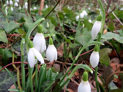 Die ersten Schneeglöckchen (Galanthus nivalis) am Kraichbach in Hockenheim kündigen den Frühling an