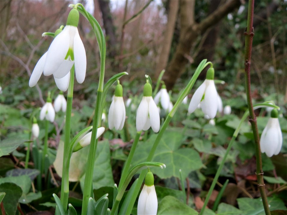 Die ersten Schneeglöckchen (Galanthus nivalis) am Kraichbach in Hockenheim kündigen den Frühling an