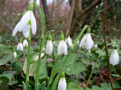 Die ersten Schneeglöckchen (Galanthus nivalis) am Kraichbach in Hockenheim kündigen den Frühling an