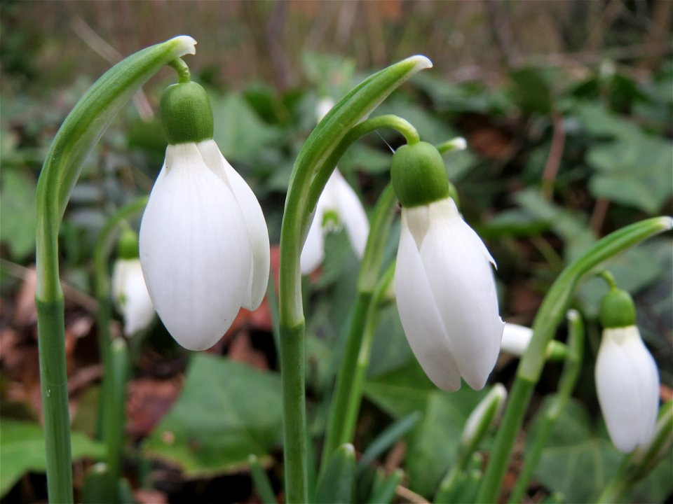Die ersten Schneeglöckchen (Galanthus nivalis) am Kraichbach in Hockenheim kündigen den Frühling an