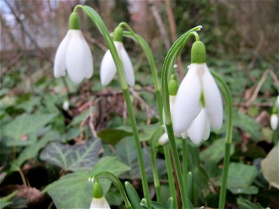 Die ersten Schneeglöckchen (Galanthus nivalis) am Kraichbach in Hockenheim kündigen den Frühling an