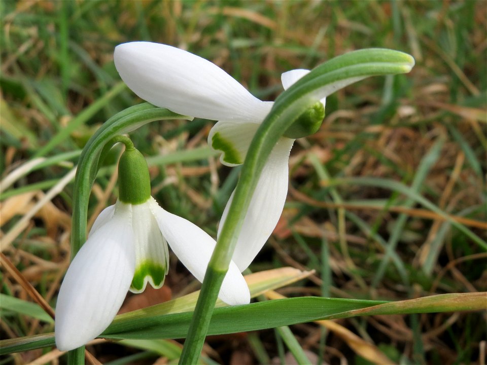 Kleines Schneeglöckchen (Galanthus nivalis) im Gartenschaupark Hockenheim