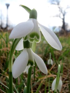 Kleines Schneeglöckchen (Galanthus nivalis) im Gartenschaupark Hockenheim
