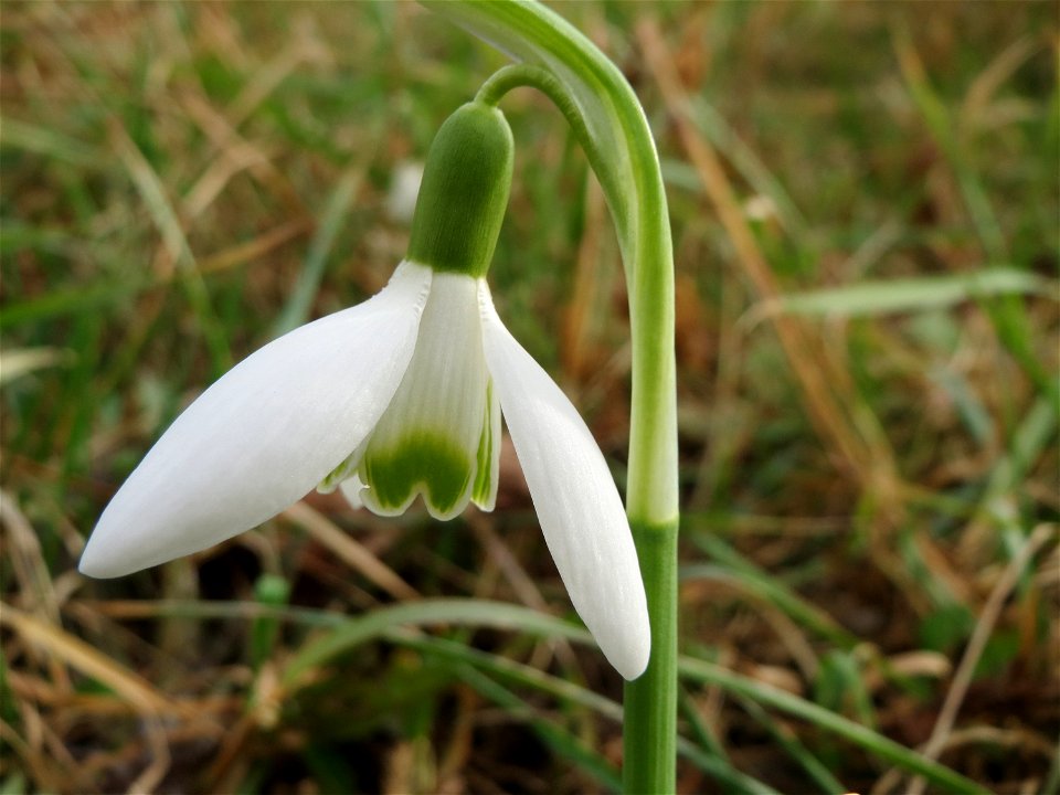Kleines Schneeglöckchen (Galanthus nivalis) im Gartenschaupark Hockenheim