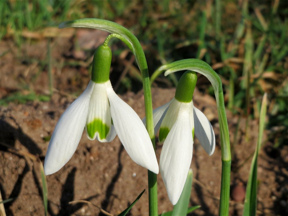 Kleines Schneeglöckchen (Galanthus nivalis) im Gartenschaupark Hockenheim