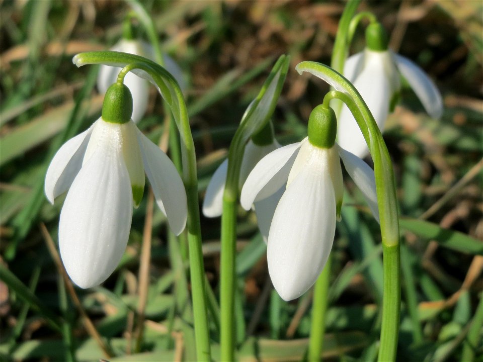 Kleines Schneeglöckchen (Galanthus nivalis) im Gartenschaupark Hockenheim