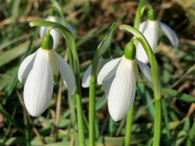 Kleines Schneeglöckchen (Galanthus nivalis) im Gartenschaupark Hockenheim