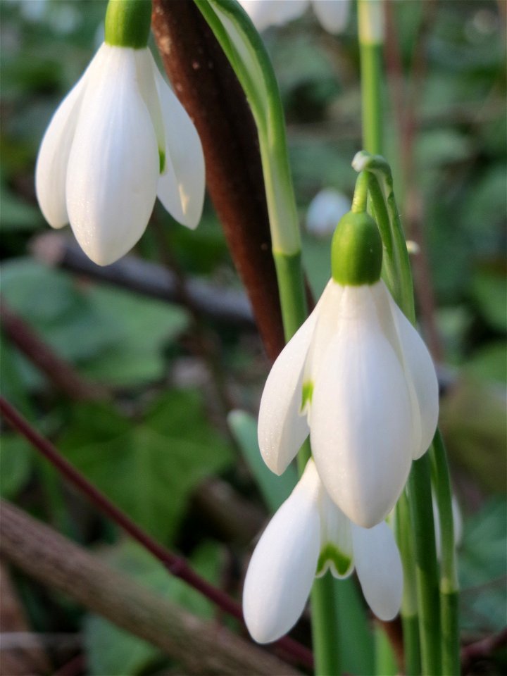 Kleines Schneeglöckchen (Galanthus nivalis) am Kraichbach in Hockenheim