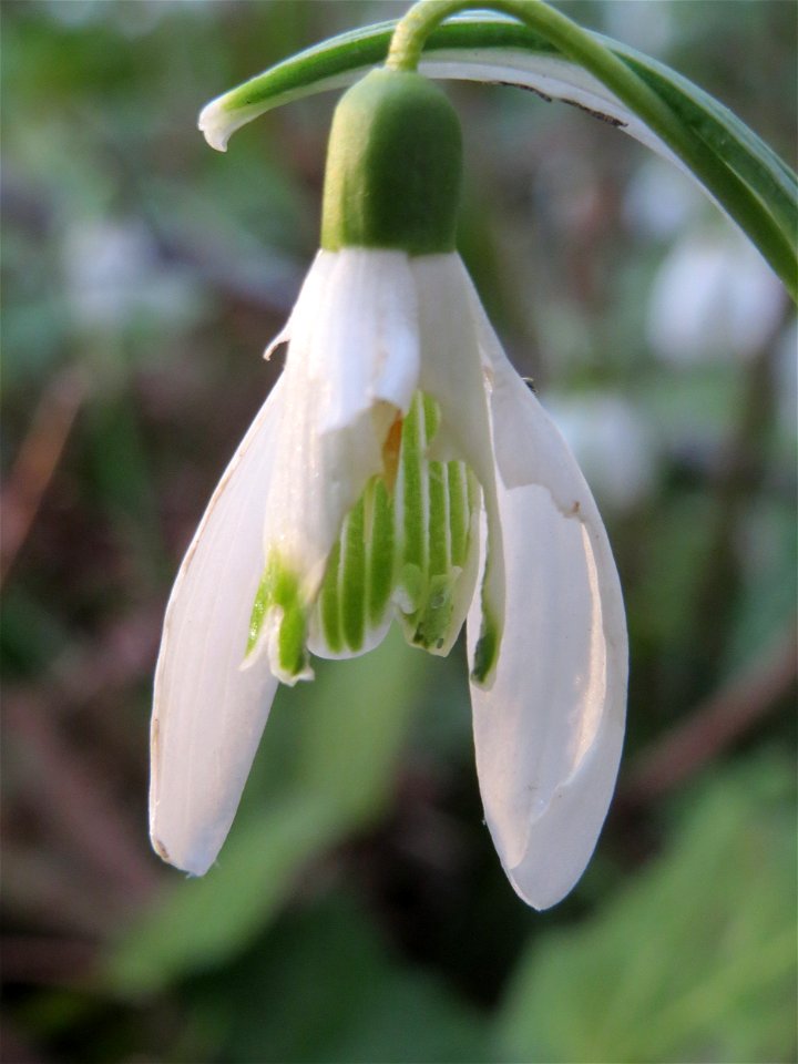 Kleines Schneeglöckchen (Galanthus nivalis) am Kraichbach in Hockenheim